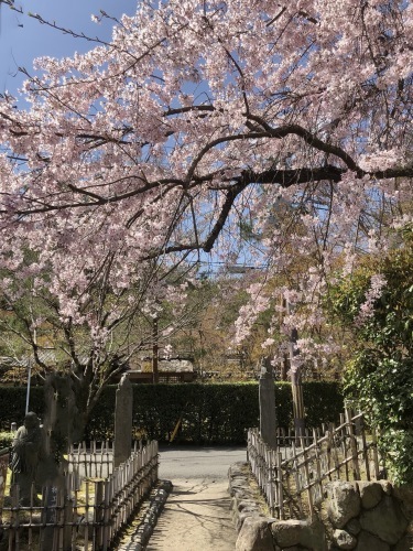 桜の季節_a0197730_22555755.jpg