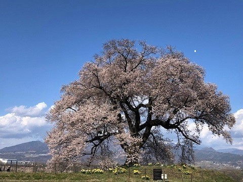 わに塚の桜2023_f0019247_11552092.jpg