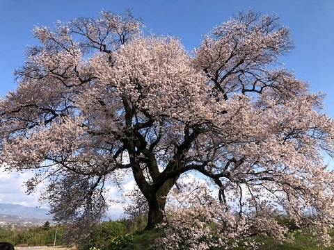 わに塚の桜2023_f0019247_11554774.jpg