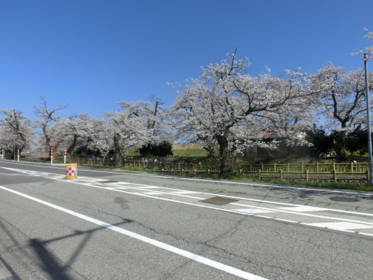 今が盛りの桜の花見_a0185551_18264595.jpg