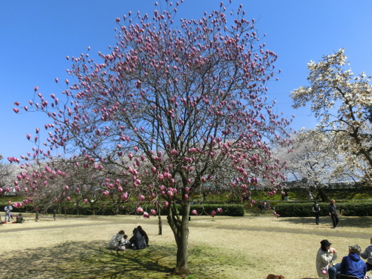 今が盛りの桜の花見_a0185551_18482298.jpg