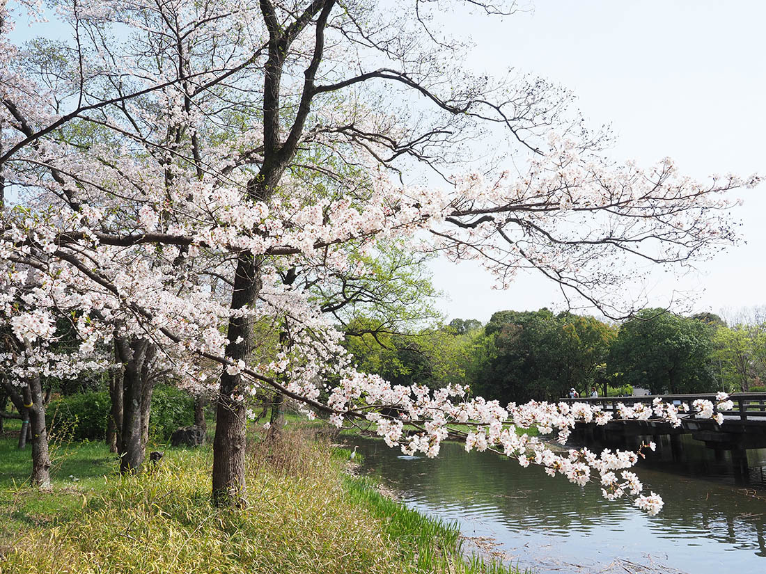 桜を愉しむ_b0116656_16441711.jpg