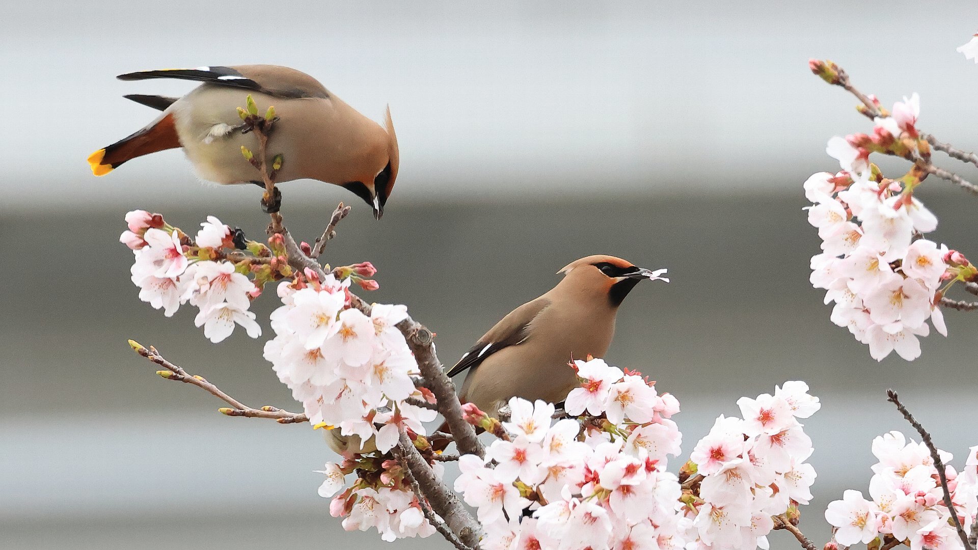 キレンジャクと桜　Bohemian Waxwings and cherry blossoms_f0105570_17384951.jpg