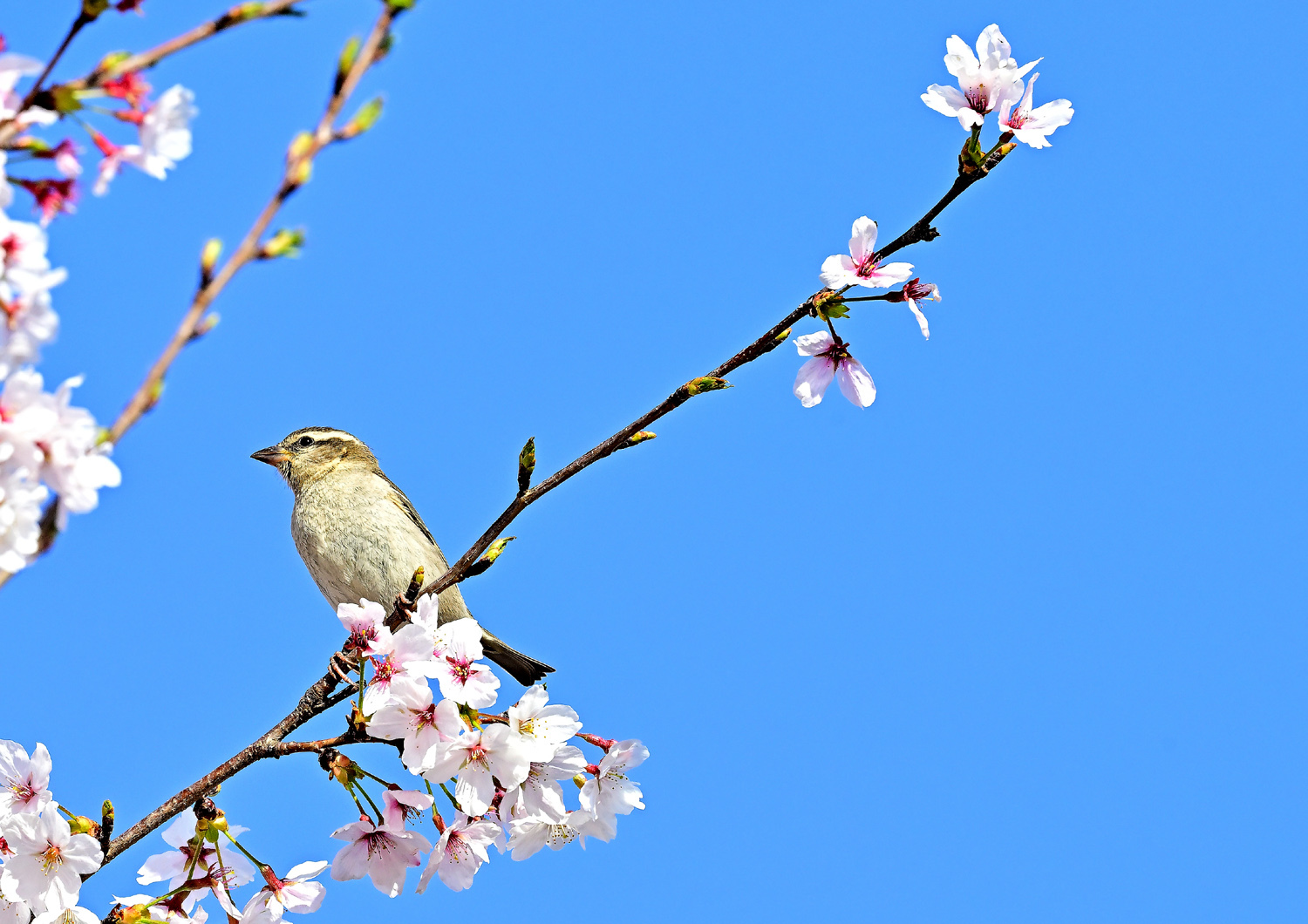 ニュウナイスズメの花ラッパ_e0362696_16433051.jpg