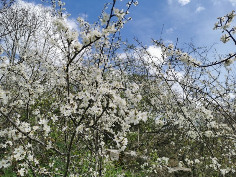 トスカーナの「桜」_f0106597_21344274.jpg