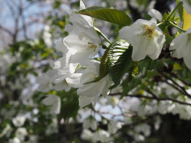 近場の桜_e0350905_21433927.jpg