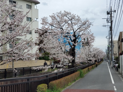 【用賀プロジェクト 桜真っ盛り！】_a0097020_17383145.jpg