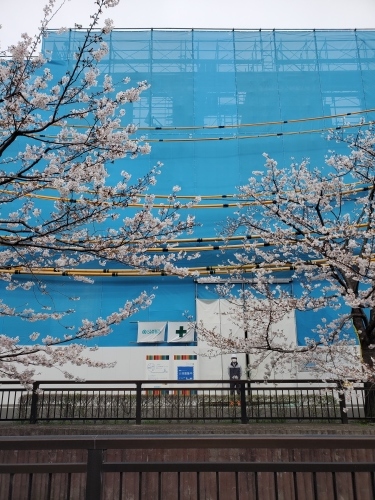【用賀プロジェクト 桜真っ盛り！】_a0097020_17383302.jpg