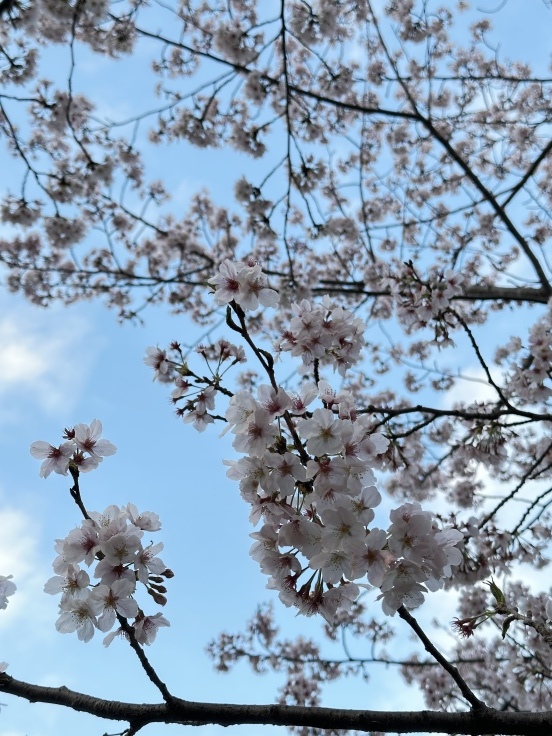 【オンライン診療初体験レポ】花粉症外来を諦めて久しぶりの青空バックに桜を楽しみました♪_f0023333_07512658.jpeg