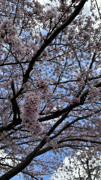 【オンライン診療初体験レポ】花粉症外来を諦めて久しぶりの青空バックに桜を楽しみました♪_f0023333_07515376.jpeg