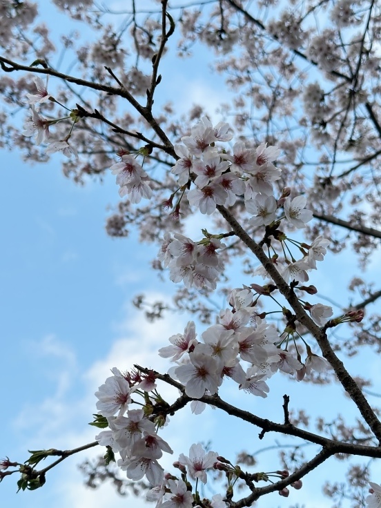 【オンライン診療初体験レポ】花粉症外来を諦めて久しぶりの青空バックに桜を楽しみました♪_f0023333_07515604.jpeg