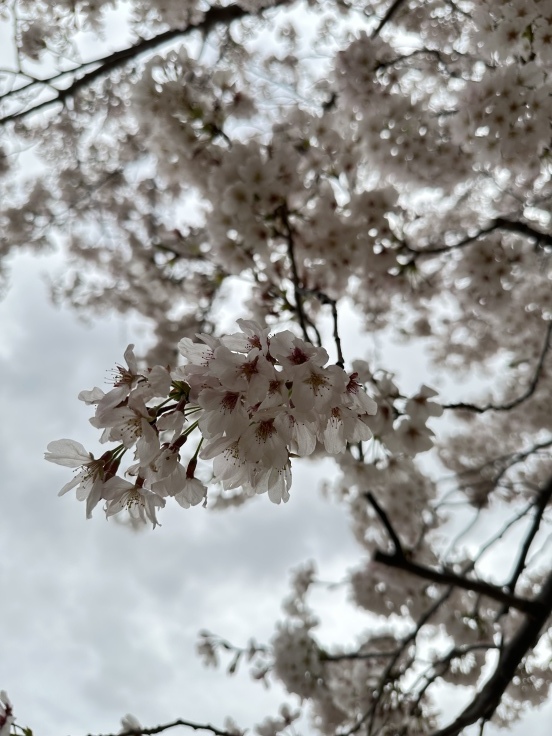 【オンライン診療初体験レポ】花粉症外来を諦めて久しぶりの青空バックに桜を楽しみました♪_f0023333_07515754.jpeg