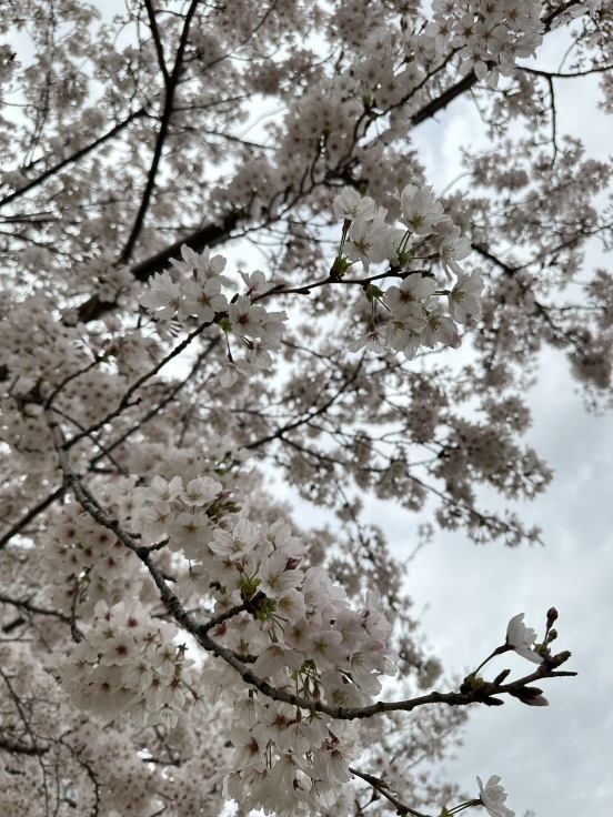 【オンライン診療初体験レポ】花粉症外来を諦めて久しぶりの青空バックに桜を楽しみました♪_f0023333_07521525.jpeg