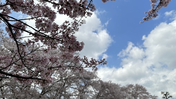 【オンライン診療初体験レポ】花粉症外来を諦めて久しぶりの青空バックに桜を楽しみました♪_f0023333_07523028.jpeg