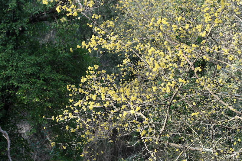 菩提樹の巨木に会い眺めと花楽しみ下るテッツィオ山_f0234936_21365520.jpg
