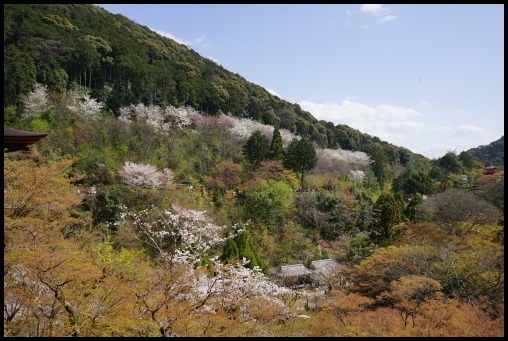 京都の桜「清水寺」_d0024438_08422880.jpg