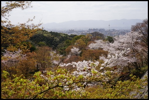 京都の桜「清水寺」_d0024438_08430015.jpg