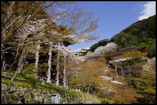 京都の桜「清水寺」_d0024438_08485348.jpg