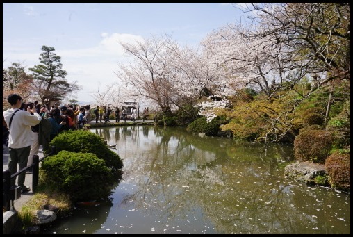 京都の桜「清水寺」_d0024438_08501298.jpg