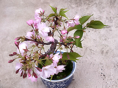 桜盆栽のお花見_e0413146_18145027.jpg