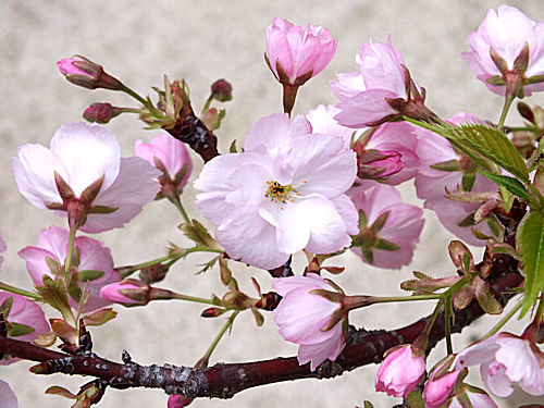 桜盆栽のお花見_e0413146_18145060.jpg