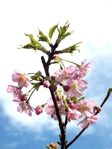 桜盆栽のお花見_e0413146_19200922.jpg