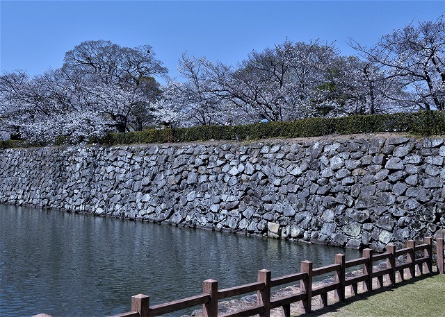 兵庫県　姫路城の桜_a0284558_15225344.jpg