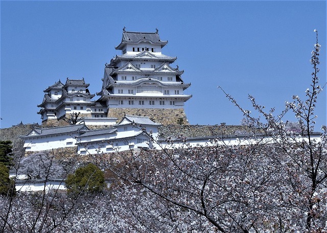 兵庫県　姫路城の桜_a0284558_15231029.jpg