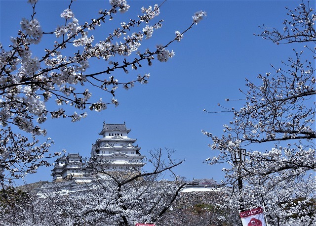 兵庫県　姫路城の桜_a0284558_15232301.jpg