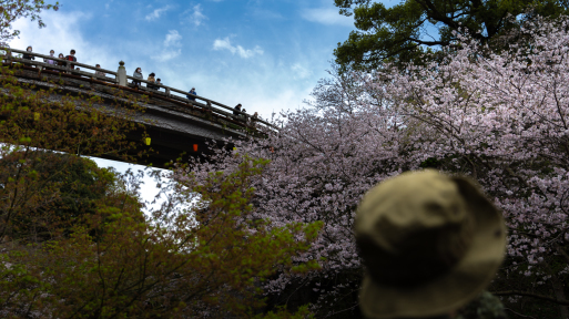 長崎新聞に素敵な桜の写真が一杯載ってました(^^♪_f0051464_09180802.jpg