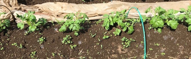 ジャガイモ、トウモロコシに追肥・土寄せ3・29～30_c0014967_07331829.jpg