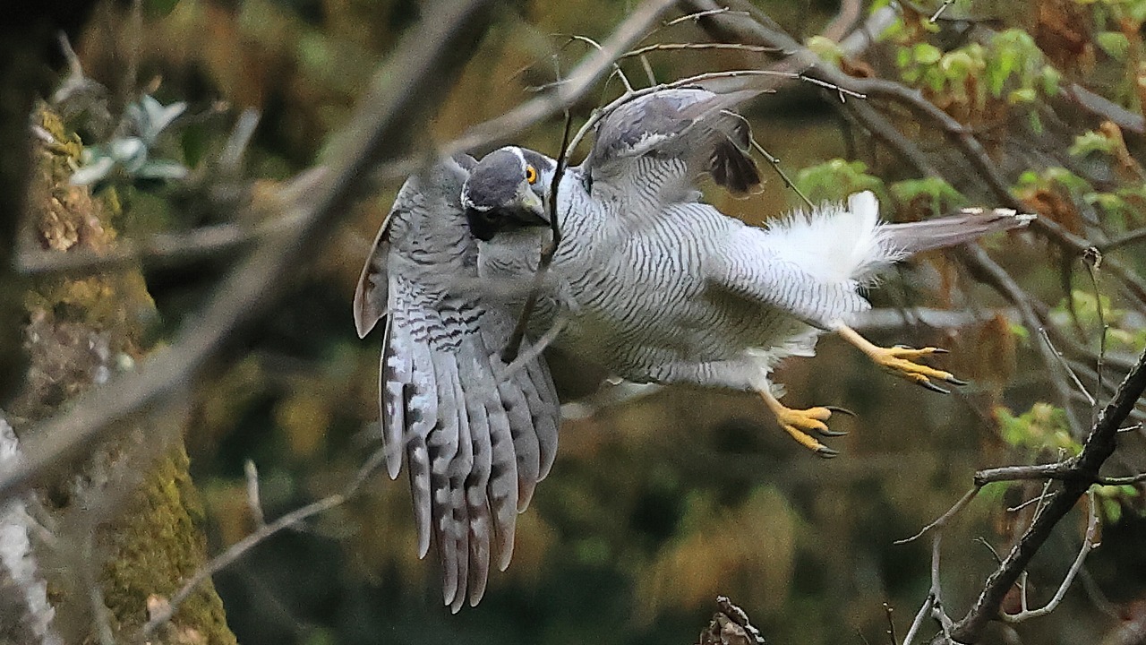 オオタカ雄が枝を巣に運ぶ　A male Northern goshawk carries a branch to the nest_f0105570_21523478.jpg