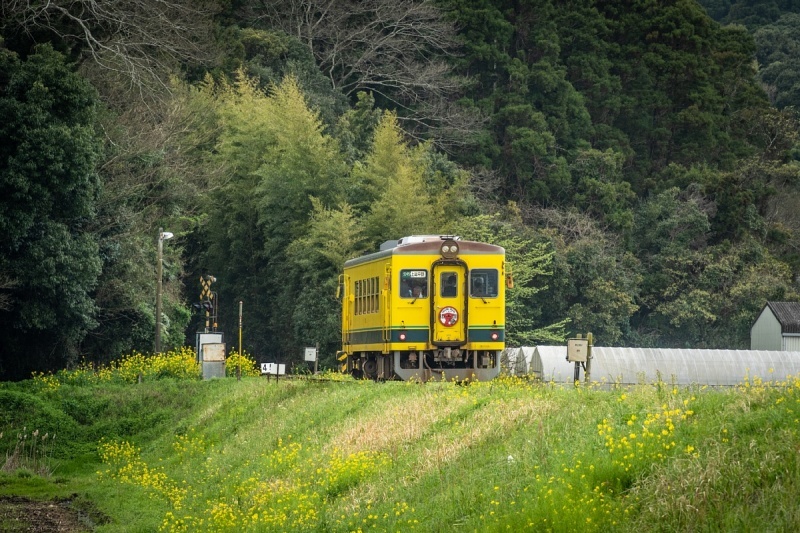 春のトリテツ - いすみ鉄道いすみ線_d0353489_20283644.jpg