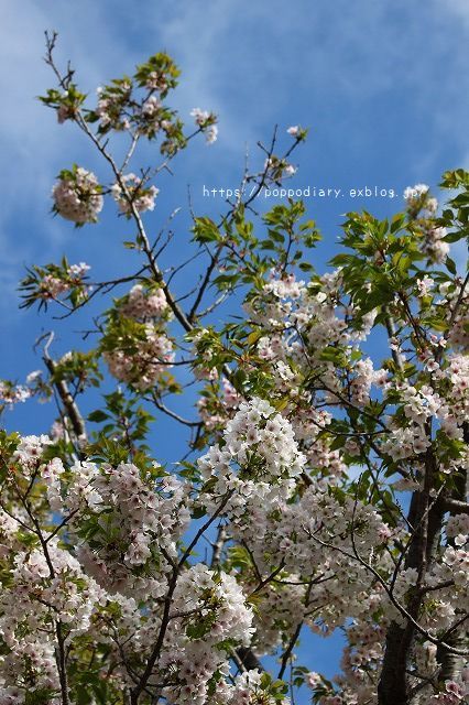 桜♪sakura♪～近所の公園編～_a0134594_18132606.jpg