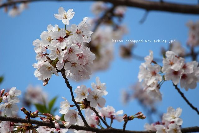 桜♪sakura♪～近所の公園編～_a0134594_18144420.jpg