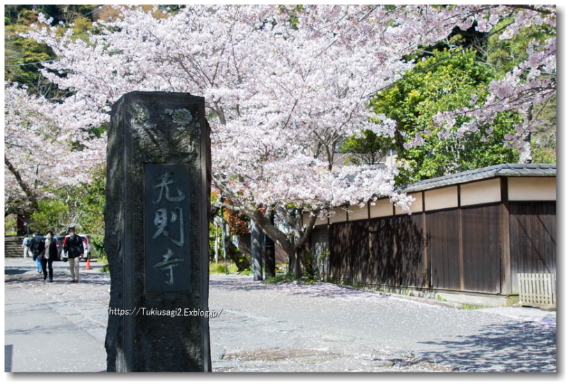 桜の鎌倉散歩♪ ＊ 光則寺へ_f0356904_20124089.jpg