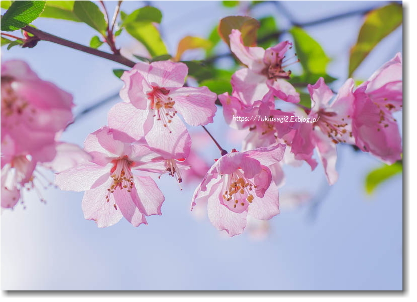 桜の鎌倉散歩♪ ＊ 光則寺へ_f0356904_20124355.jpg