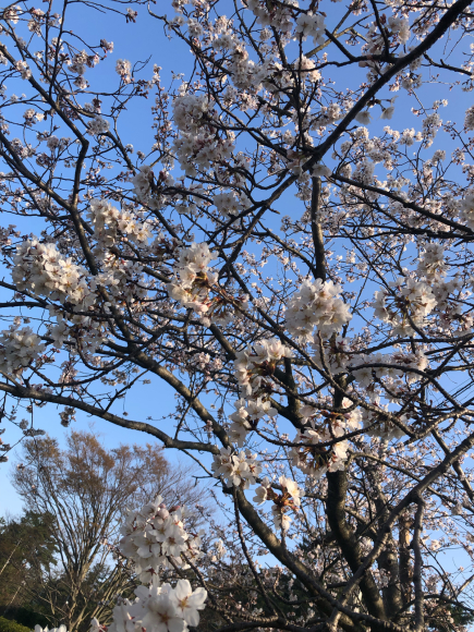 桜満開　4月の予定　内祝い_c0239414_09544349.jpg