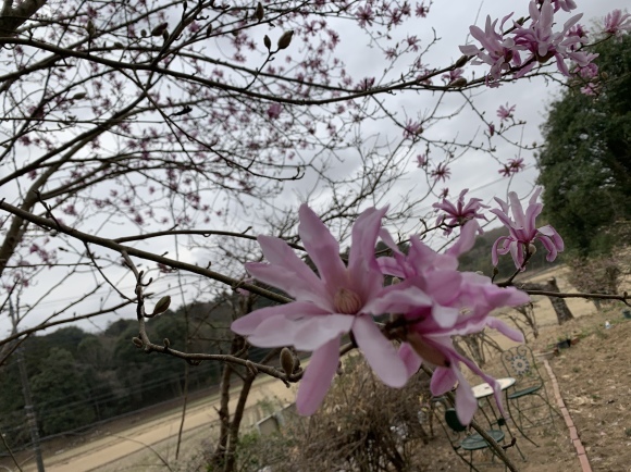 おれんぢカフェ再開　庭先の花だより_a0333115_13142598.jpg