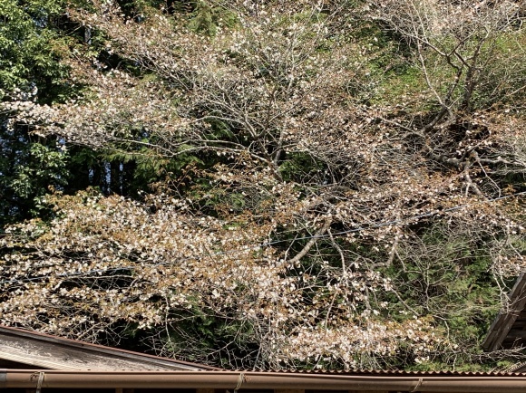 おれんぢカフェ再開　庭先の花だより_a0333115_13233827.jpg