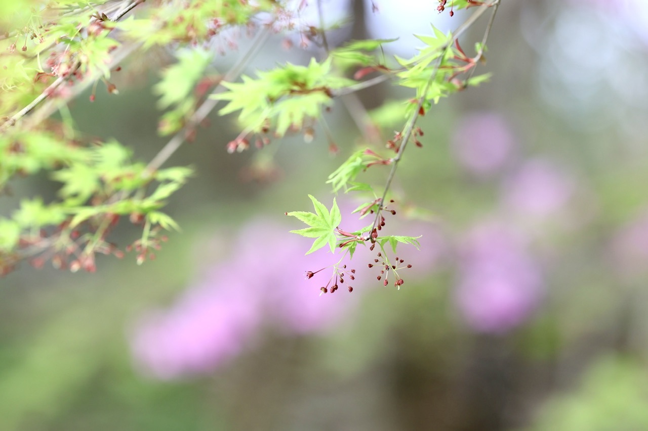 まゝに／4月の散策　狭山丘陵　里山民家周辺_d0342426_22423021.jpeg