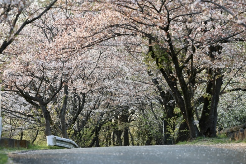 まゝに／4月の散策　狭山丘陵　里山民家周辺_d0342426_22443221.jpeg