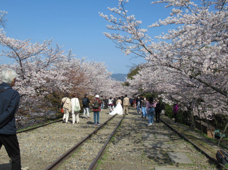 2023.03.30桜満開京さんぽ～蹴上インクラインから疎水沿い川端二条まで_e0410498_12143880.jpg