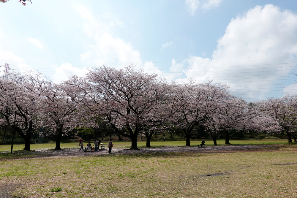 桜と調理室池田_e0277800_12134897.jpg