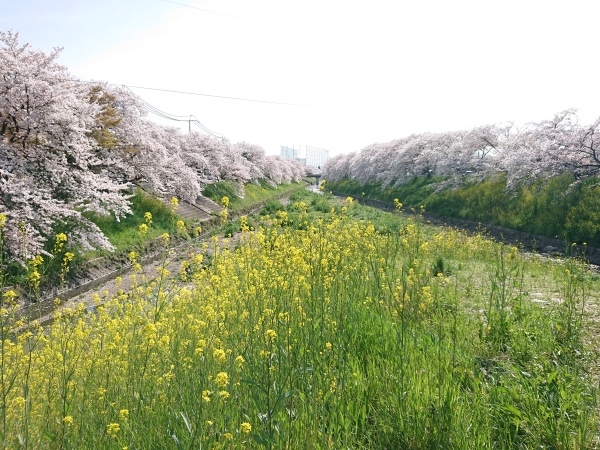 桜満開&#127800;  2_a0122205_09103124.jpg