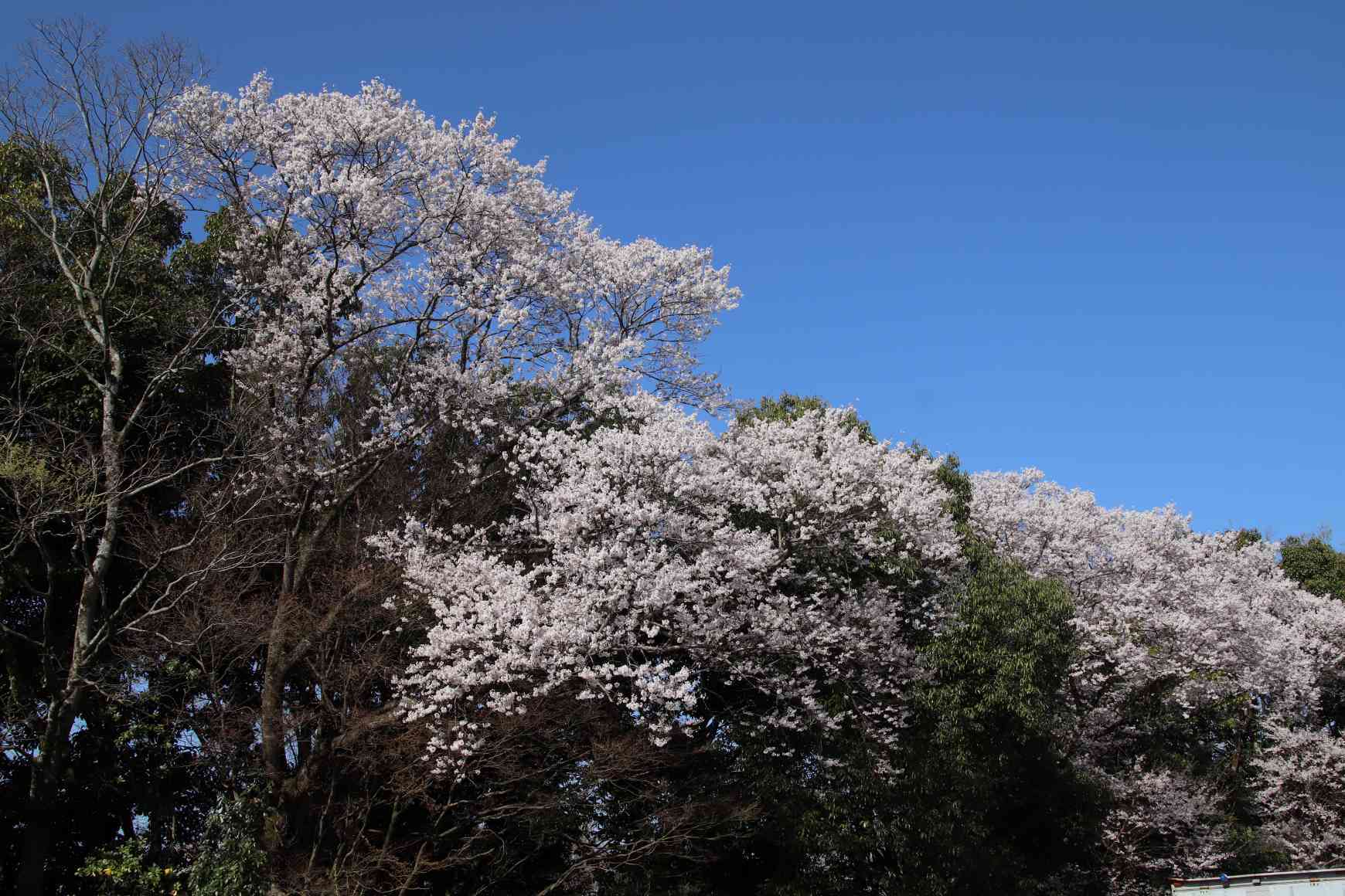 青蓮院別院　桜の盛り_e0048413_20493652.jpg