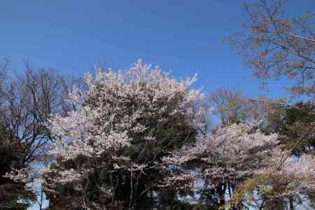 青蓮院別院　桜の盛り_e0048413_20493930.jpg