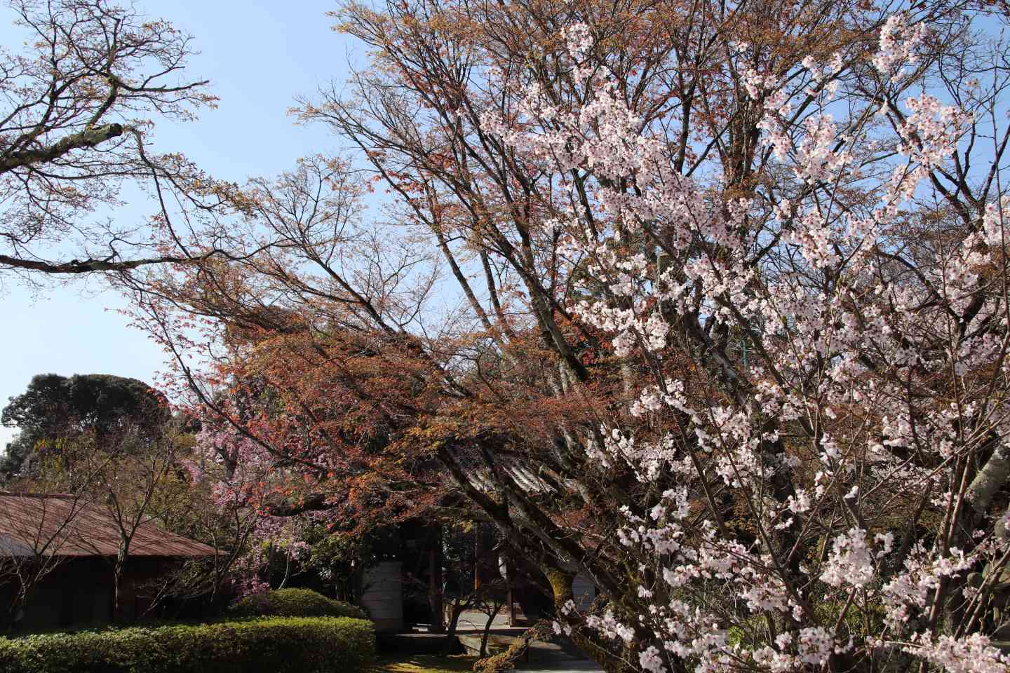 青蓮院別院　桜の盛り_e0048413_20494386.jpg