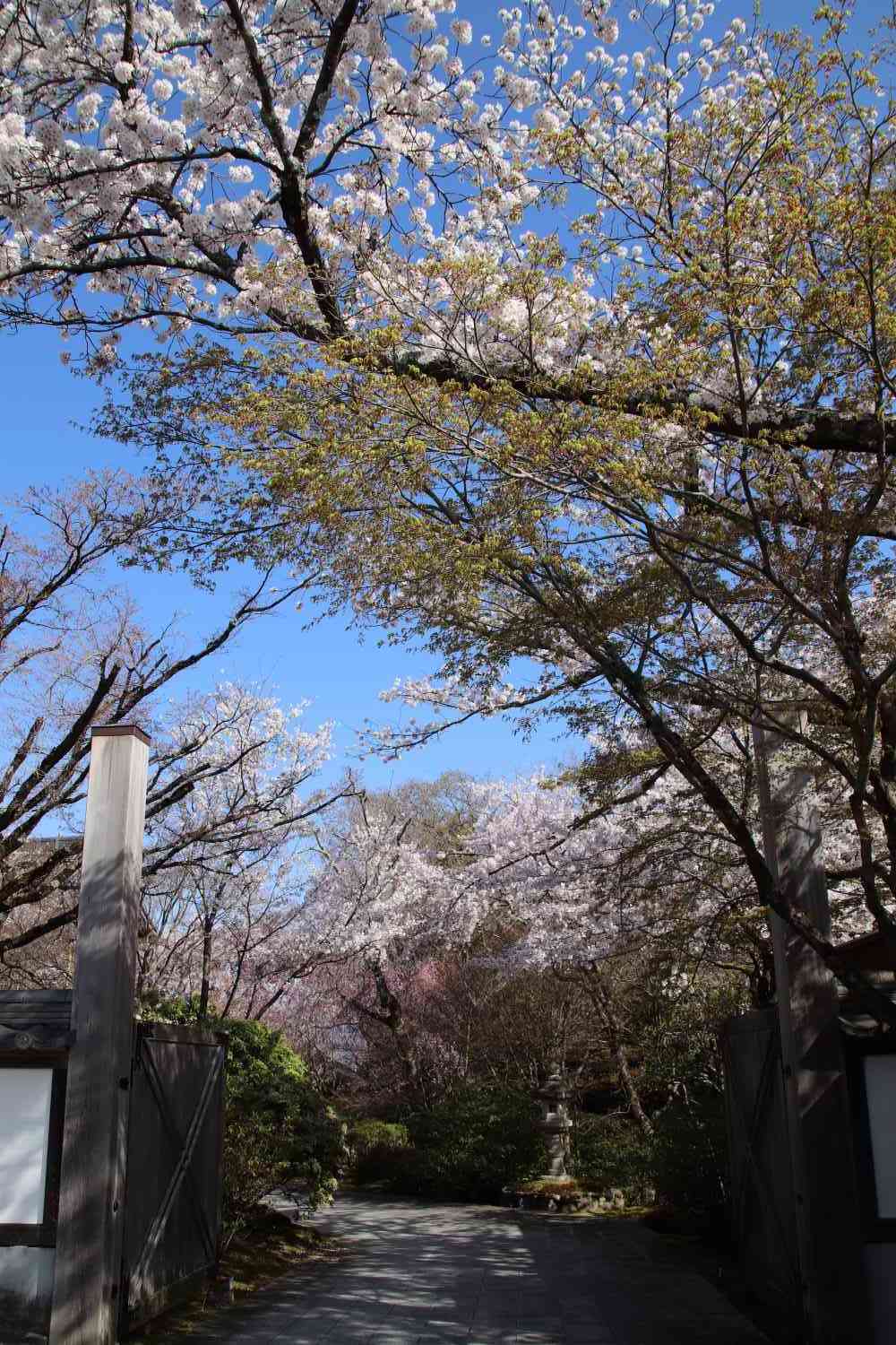 青蓮院別院　桜の盛り_e0048413_20495364.jpg