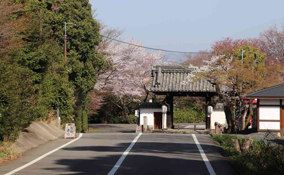 青蓮院別院　桜の盛り_e0048413_20500461.jpg